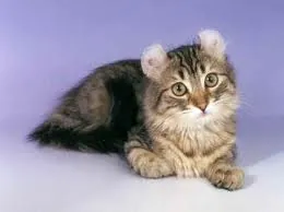Americancurl