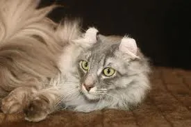 Americancurl