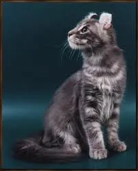 Americancurl