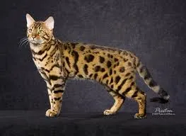Bengal
