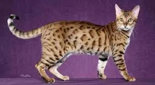 Bengal