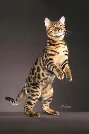 Bengaal