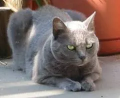Blauwerus