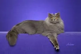 Britslanghaar