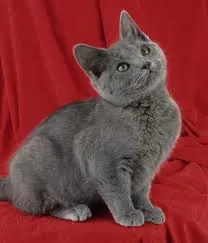 Chartreux