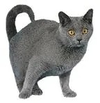 Chartreux