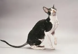 Cornishrex