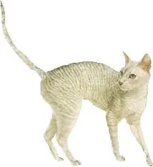 Cornishrex