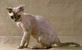 Devonrex