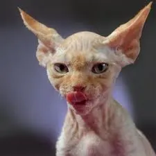 Devonrex
