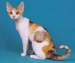 Devonrex