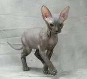 Donsphinx