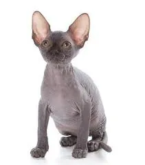 Donsphinx