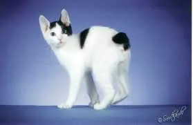 Japansestompstaartkat