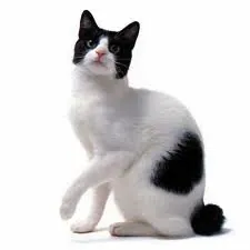 Japansestompstaartkat