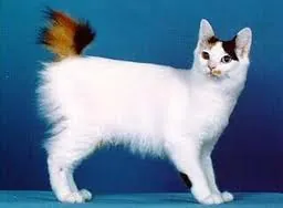 Japansestompstaartkat