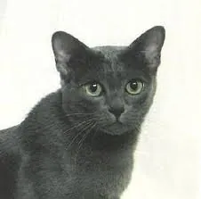 Korat