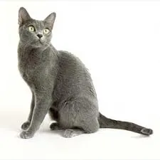 Korat