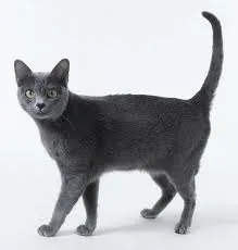 Korat