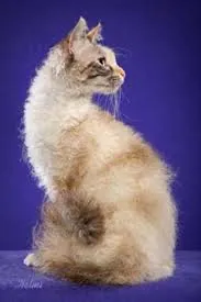 Laperm