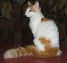 Laperm
