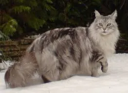 Mainecoon