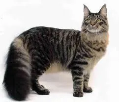 Mainecoon