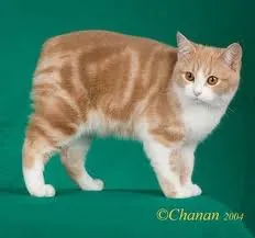Manx