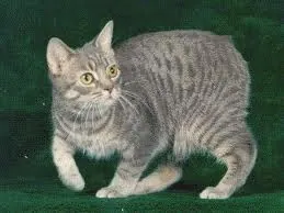 Manx