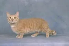 Munchkin