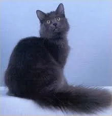 Nebelung