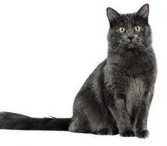 Nebelung