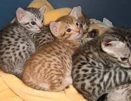 Ocicat