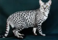 Ocicat