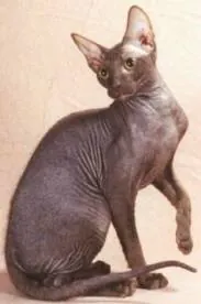 Peterbald