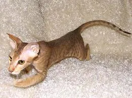 Peterbald