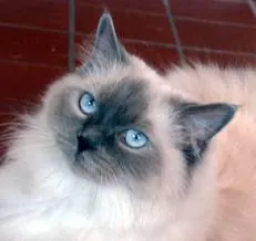 Ragdoll