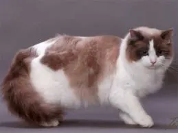 Ragdoll