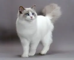 Ragdoll