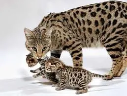 Savannah
