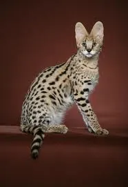 Savannah