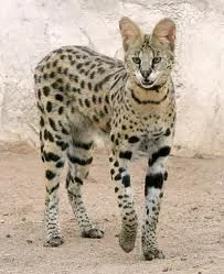 Savannah