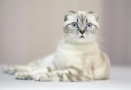 Scottishfold