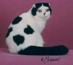Scottishfold
