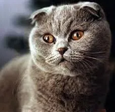 Scottishfold