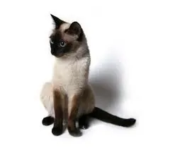 Siamees