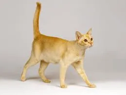 Singapura