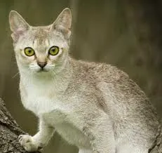 Singapura