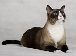 Snowshoe