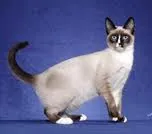 Snowshoe